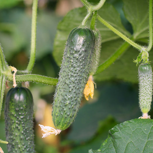 Răsad castraveți cornichon Triole, hibrid F1, parneocarpic, semi-timpuriu, creștere nedeterminată, culoare verde