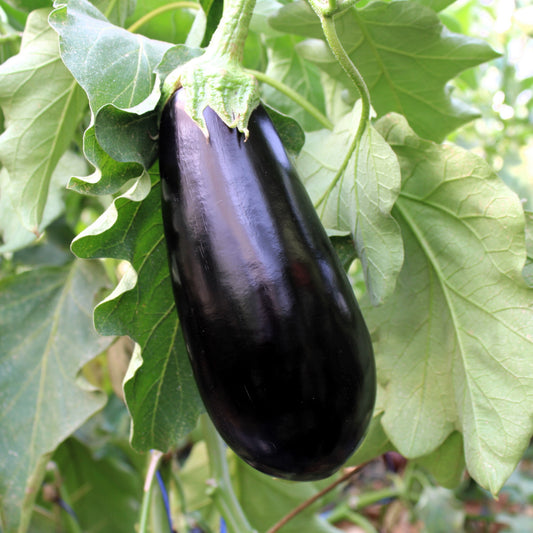 Răsad vinete Aragon, hibrid F1, timpuriu, creștere nedeterminată, culoare negru