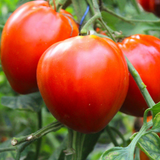 Răsad tomate autohtone Mari, soi, semi-timpuriu, creștere nedeterminată, culoare roșu