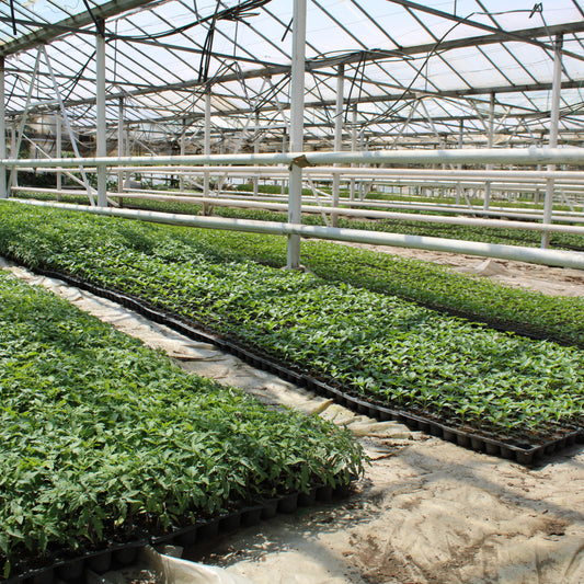 Răsad ardei kapia Vitalica, hibrid F1, timpuriu, creștere nedeterminată, culoare roșu