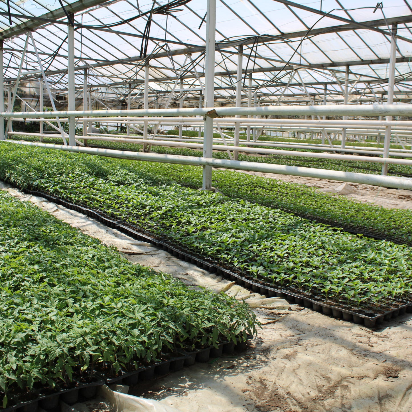 Răsad busuioc autohton Ocimum Basilicum, soi, timpuriu, creștere nedeterminată, culoare verde