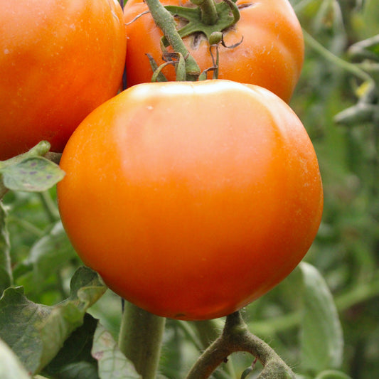 Răsad tomate autohtone Nectaria, soi, semi-timpuriu, creștere nedeterminată, culoare portocaliu lucios