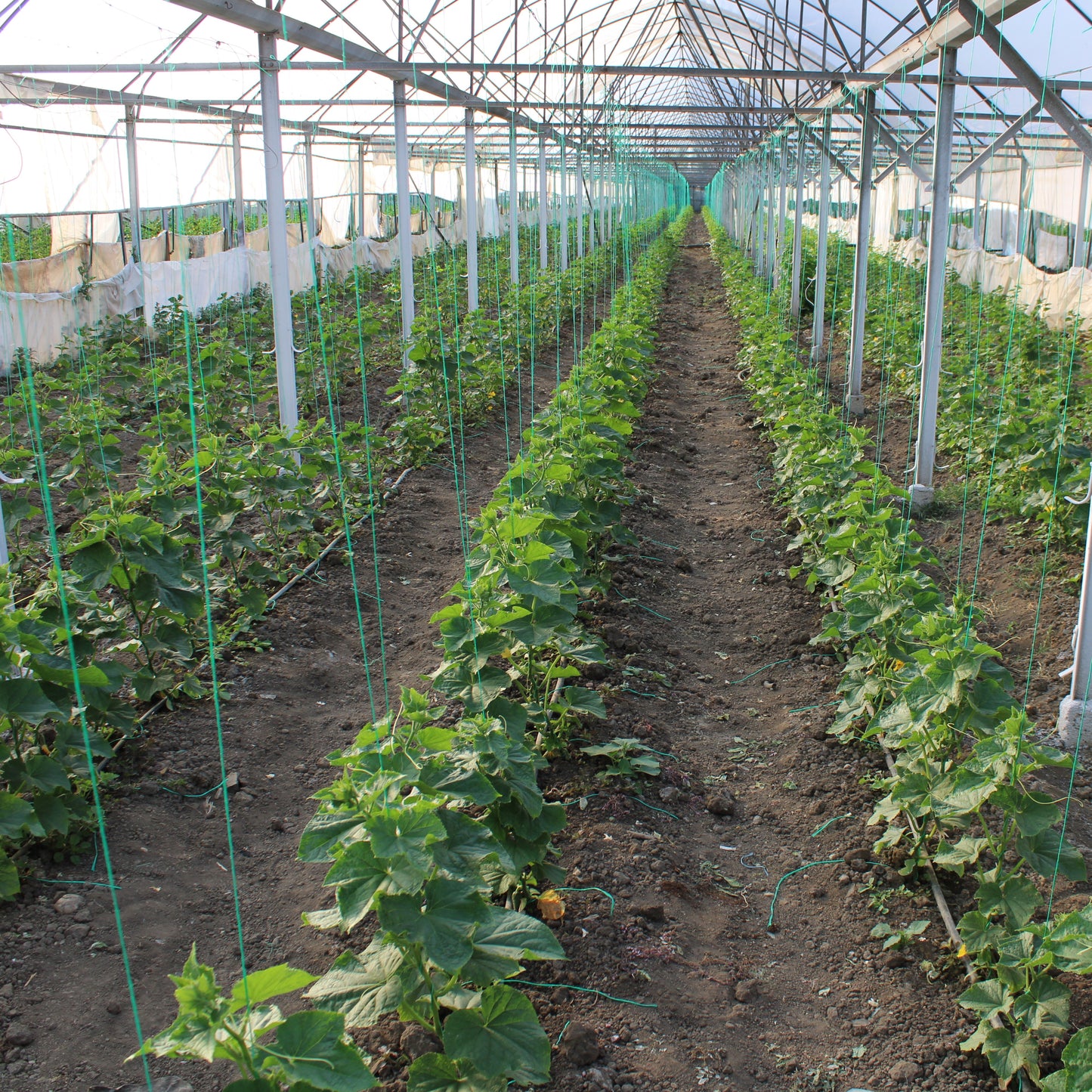 Răsad castraveți cornichon Triole, hibrid F1, parneocarpic, semi-timpuriu, creștere nedeterminată, culoare verde