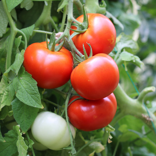 Răsad tomate Perfectpeel, hibrid F1, extra-timpuriu, creștere determinată, culoare roșu