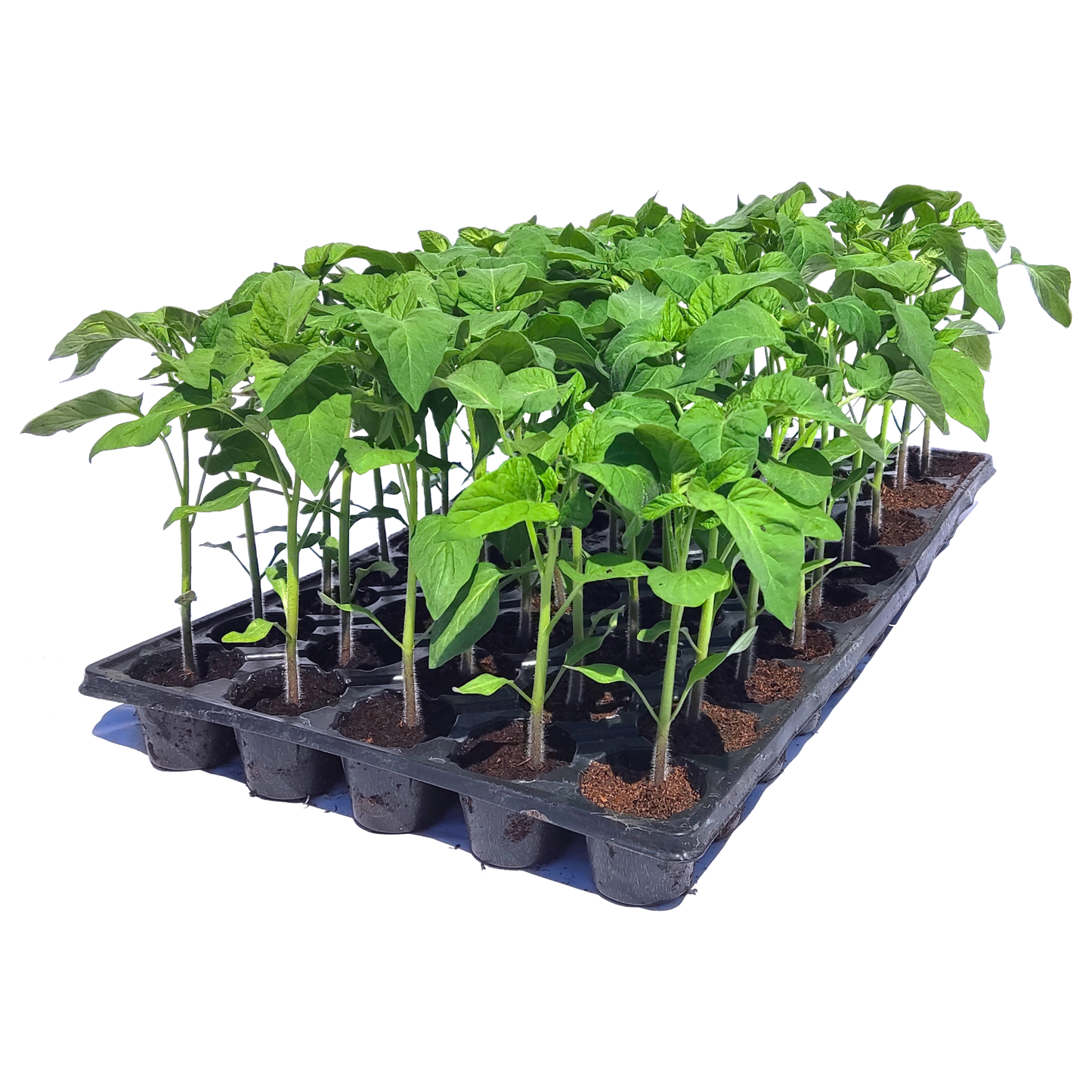 Răsad tomate autohtone Inimă de Bou Roșu, soi, semitimpuriu, creștere nedeterminată, culoare roz