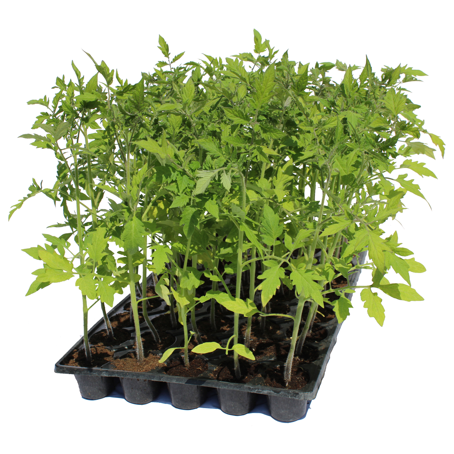 Răsad tomate Pink rock, hibrid F1, extra-timpuriu, creștere nedeterminată, culoare roz