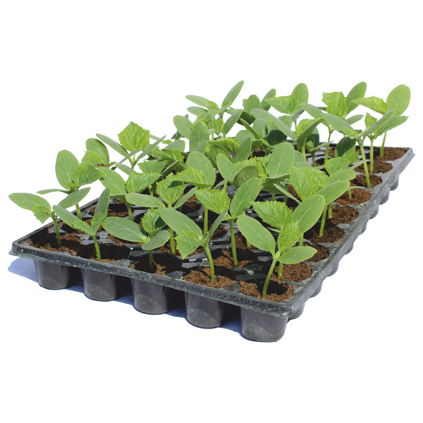Răsad castraveți cornichon Madrilene, hibrid F1, timpuriu, creștere nedeterminată, culoare verde închis
