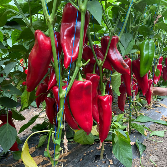 Răsad ardei gras Kubat, hibrid F1, timpuriu, creștere nedeterminată, culoare roșu