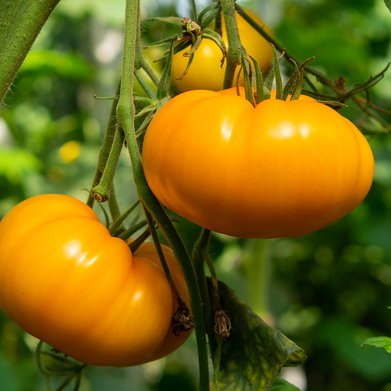Răsad tomate autohtone Portocalii Banca de Semințe, soi, semitimpuriu, creștere nedeterminată, culoare portocaliu