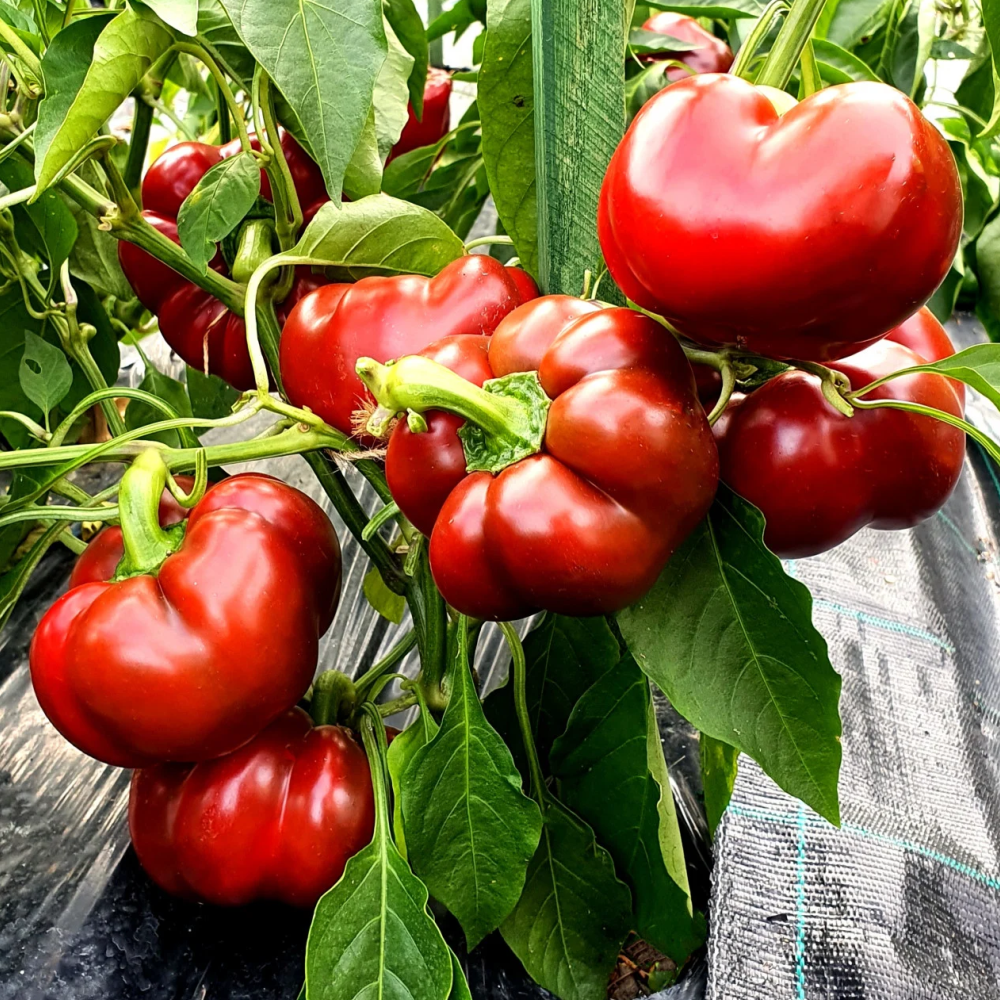 Răsad ardei gogosar Mercury, hibrid F1, timpuriu, creștere nedeterminată, culoare roșu închis