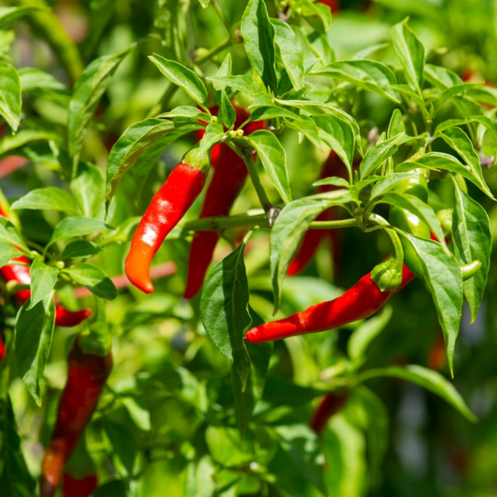 Răsad ardei iute Cayenne, hibrid F1, semi-timpuriu, creștere nedeterminată, culoare roșu