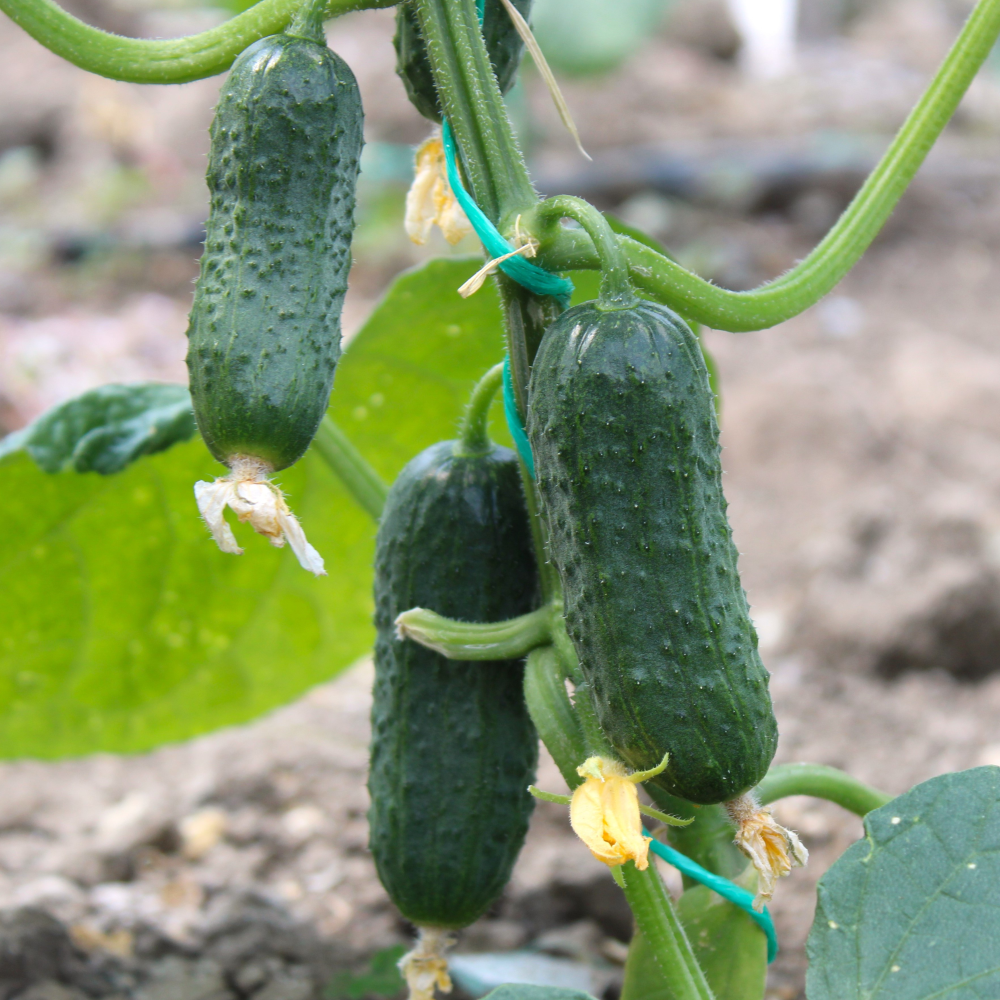 Răsad castraveți cornichon Triole, hibrid F1, parneocarpic, semi-timpuriu, creștere nedeterminată, culoare verde