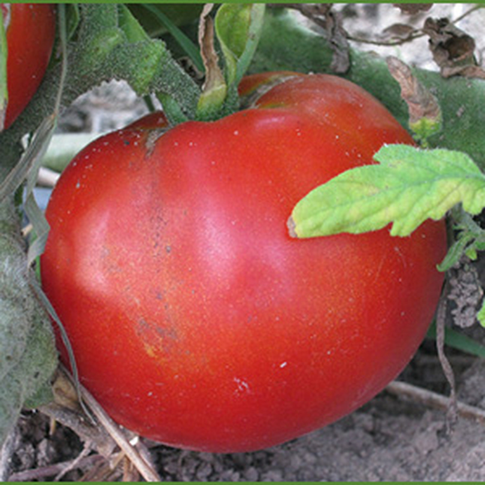 Răsad tomate autohtone Buzau 1600, soi, semi-tardiv, creștere nedeterminată, culoare roșu