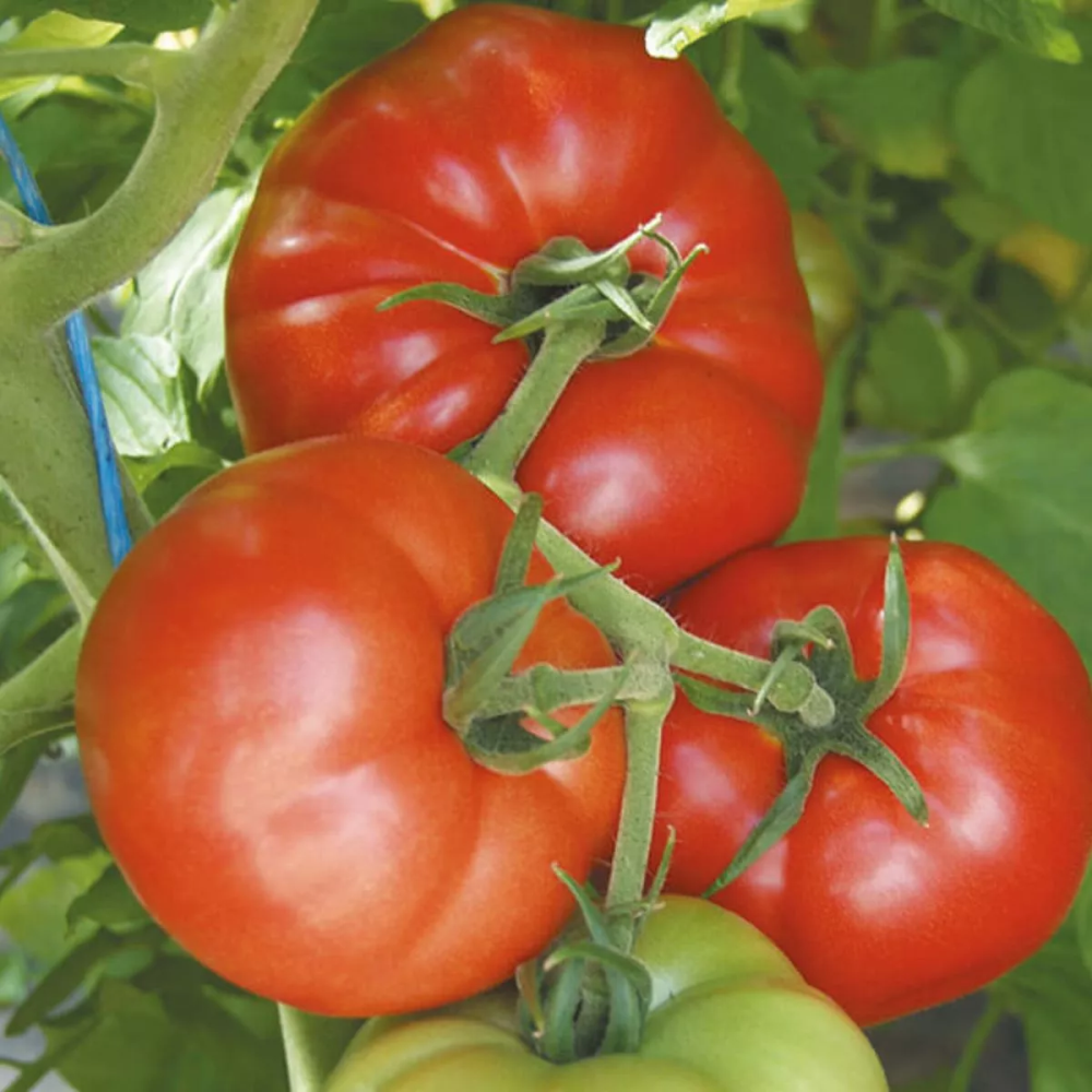 Răsad tomate Country Taste, hibrid F1, timpuriu, creștere nedeterminată, culoare roșu