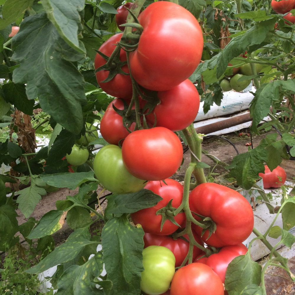 Răsad tomate Manusa, hibrid F1, timpuriu, creștere nedeterminată, culoare roz