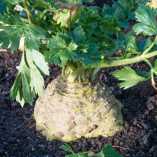 Răsad țelină de rădăcină autohton Apium Graveolens Rapaceum, soi, extra-timpuriu, creștere nedeterminată, culoare crem
