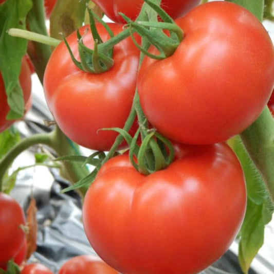 Răsad tomate Reyana, hibrid F1, semi-timpuriu, creștere nedeterminată, culoare roșu