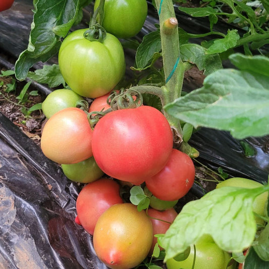 Răsad tomate Sandero, hibrid F1, semi-timpuriu, creștere nedeterminată, culoare roz