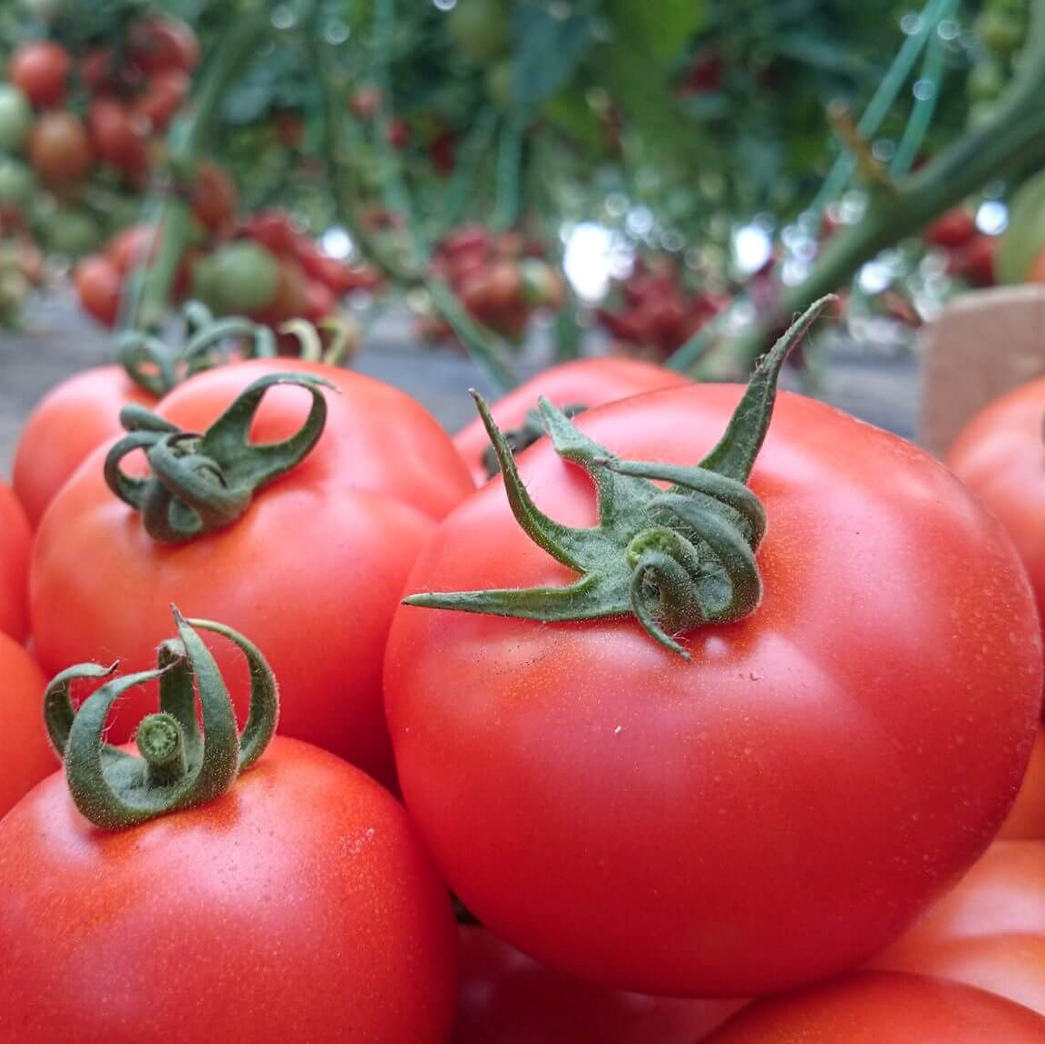Răsad tomate Cristal, hibrid F1, timpuriu, creștere nedeterminată, culoare roșu