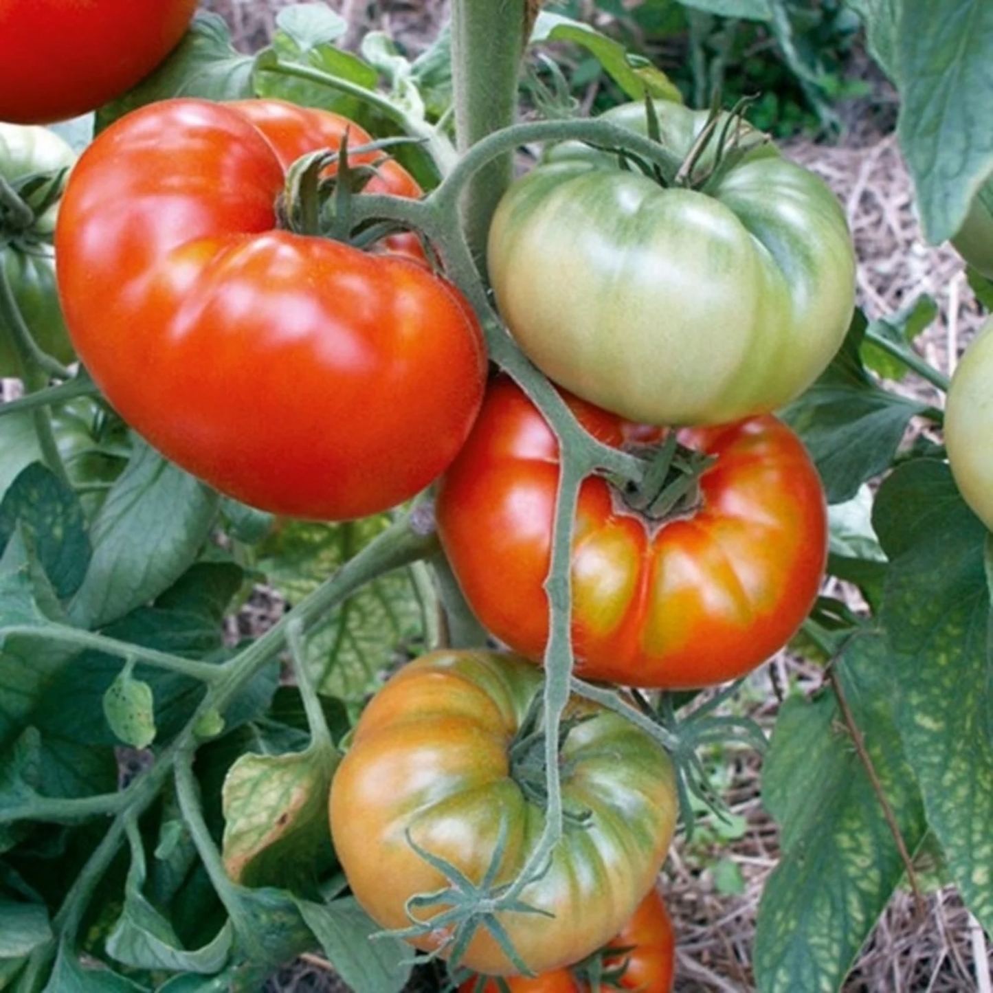 Răsad tomate autohtone Foarte Mari Banca de Semințe Suceava, soi, semitimpuriu, creștere nedeterminată, culoare roșu