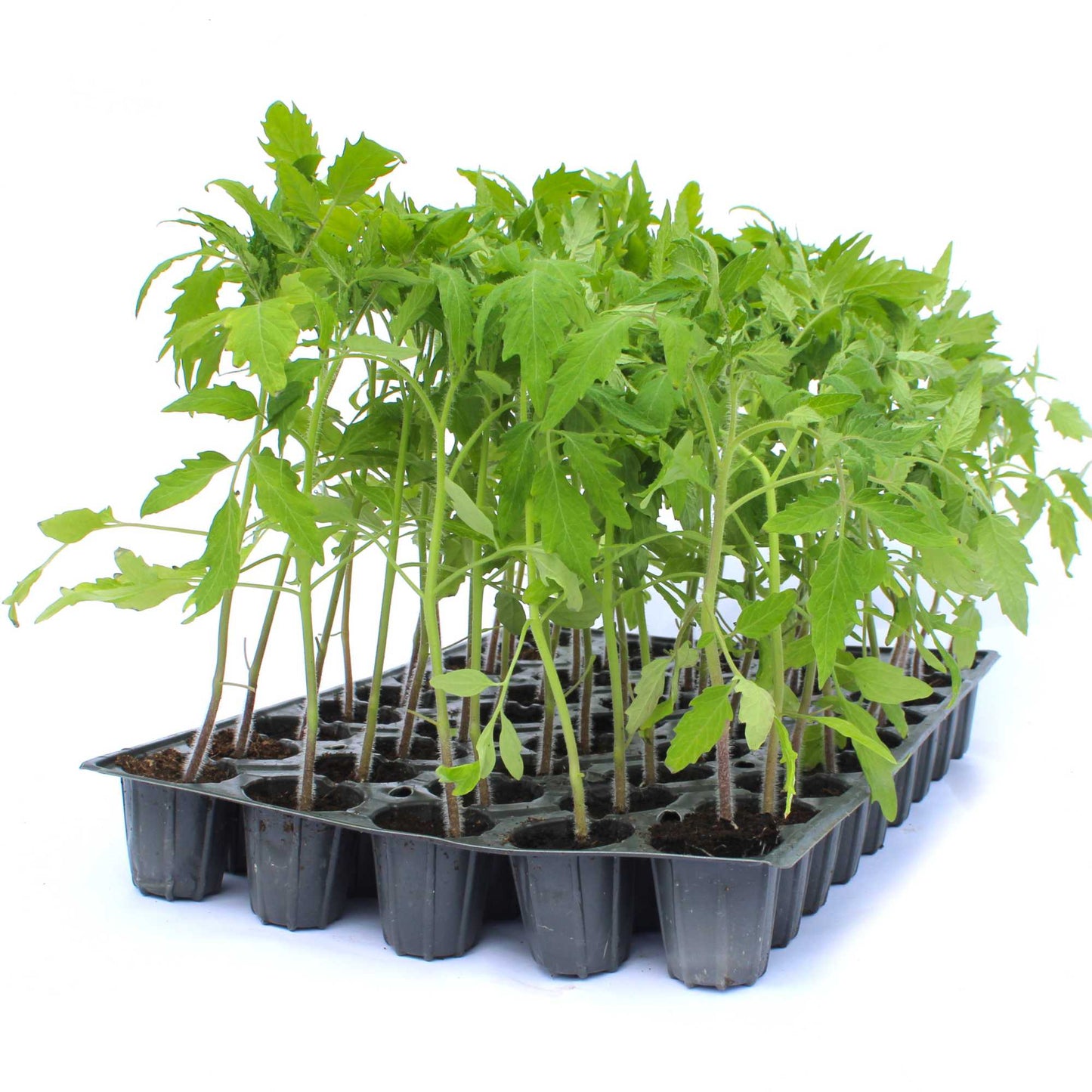 Răsad tomate Rila, hibrid F1, semi-timpuriu, creștere nedeterminată, culoare roșu