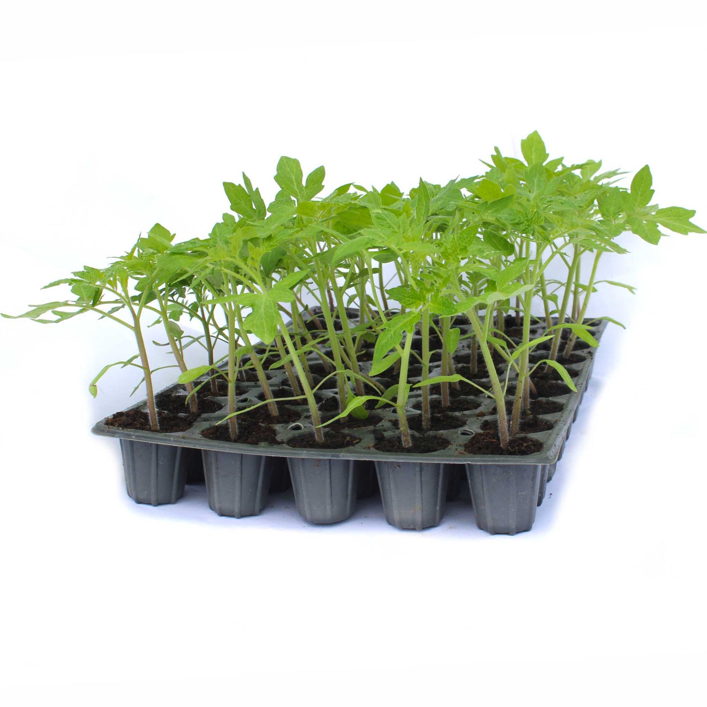 Răsad tomate Roma, hibrid F1, semi-timpuriu, creștere determinate, formă alungită, culoare roșu închis