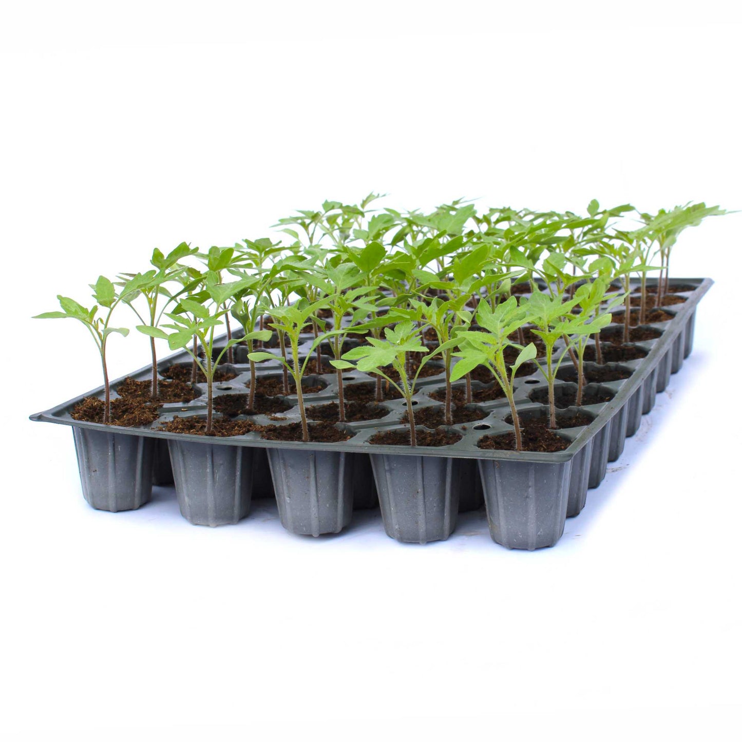 Răsad tomate Bobcat, hibrid F1, semi-timpuriu, creștere nedeterminată, culoare roșu