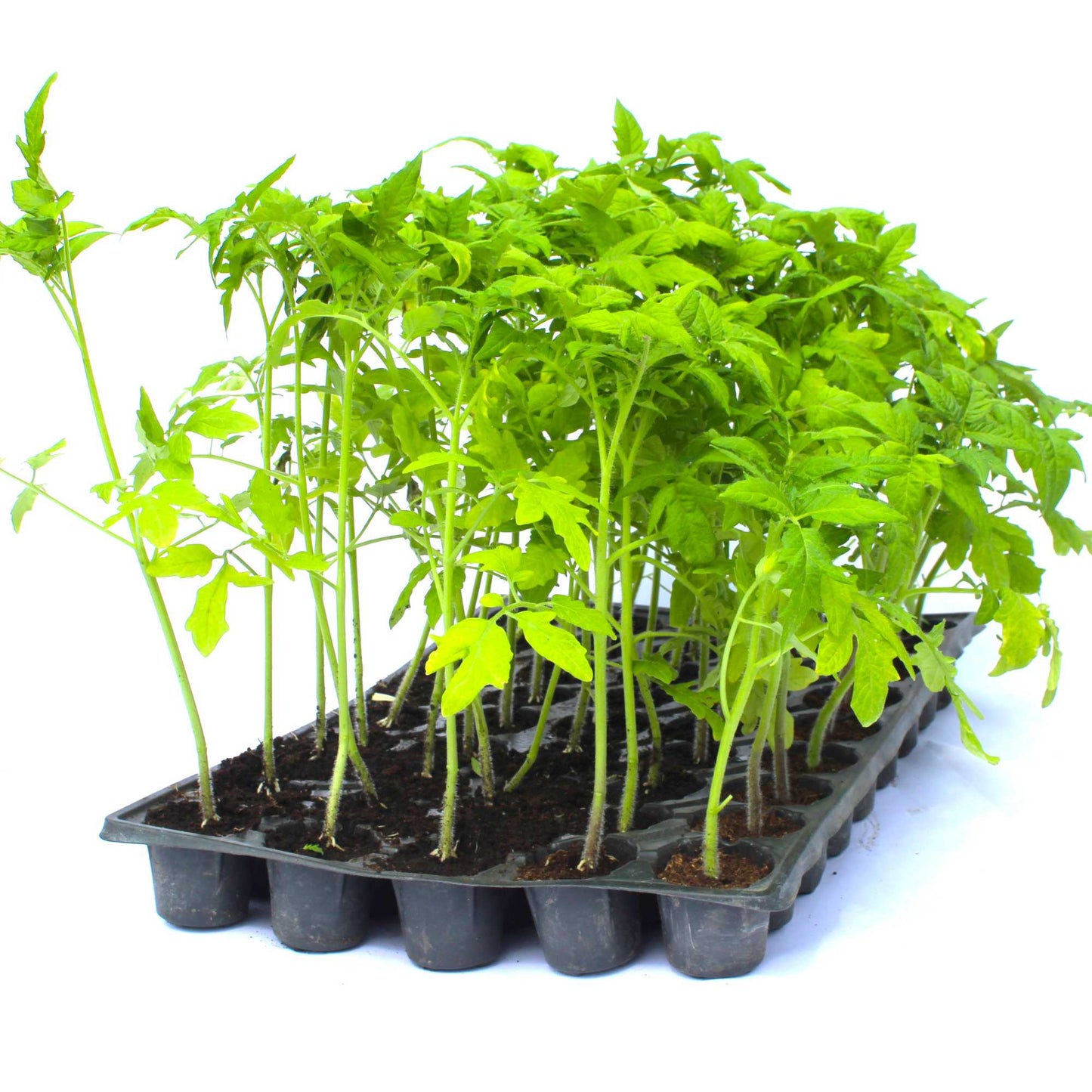 Răsad tomate Reyana, hibrid F1, semi-timpuriu, creștere nedeterminată, culoare roșu