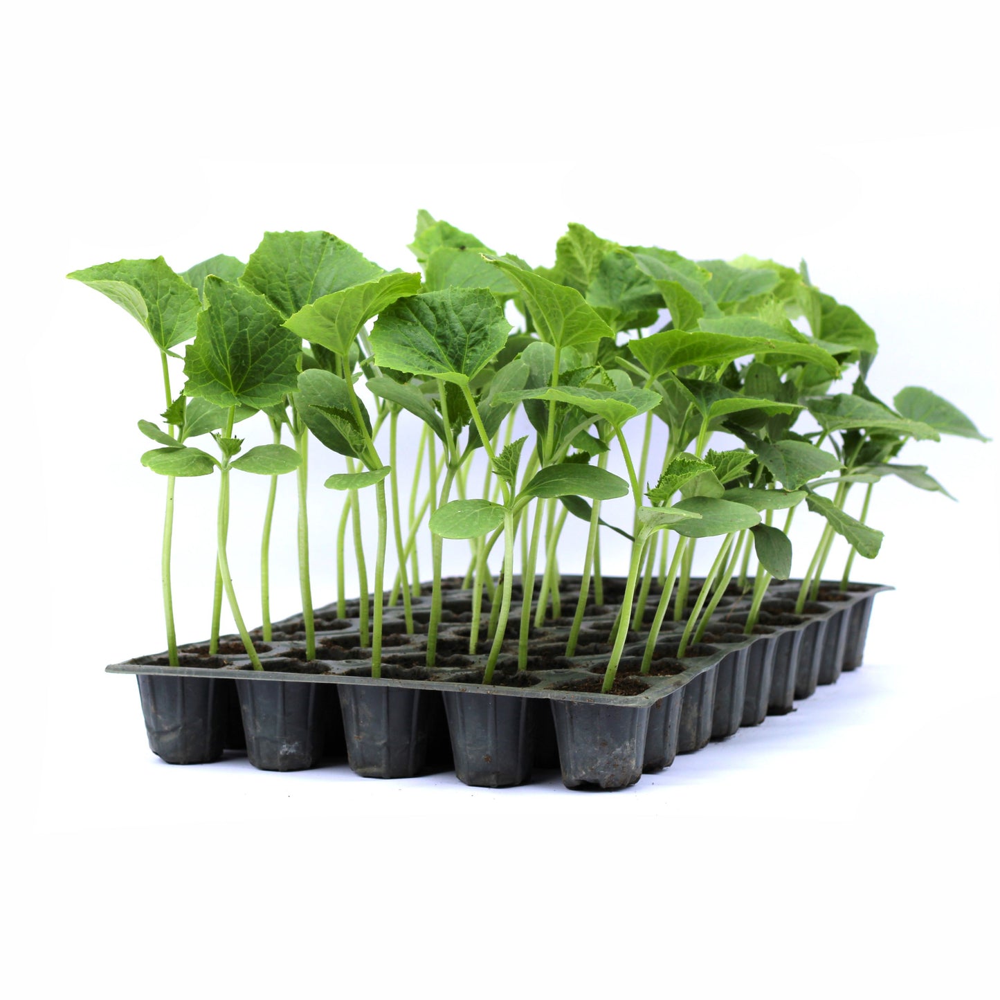 Răsad castraveți cornichon Triole, hibrid F1, parneocarpic, semi-timpuriu, creștere nedeterminată, culoare verde