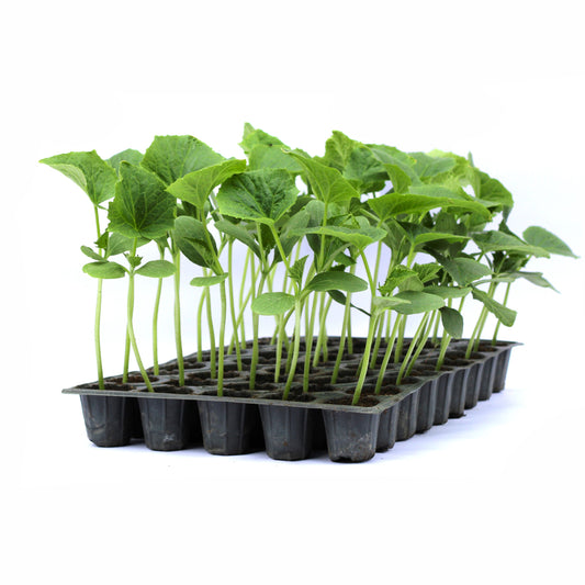 Răsad castraveți cornichon Triole, hibrid F1, parneocarpic, semi-timpuriu, creștere nedeterminată, culoare verde