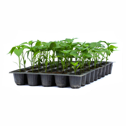 Răsad ardei gras Ardanza, hibrid F1, extra-timpuriu, creștere nedeterminată, culoare roșu