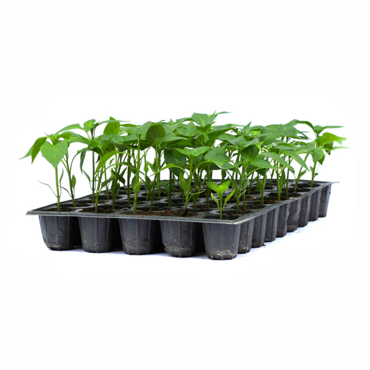 Răsad ardei gras Ardanza, hibrid F1, extra-timpuriu, creștere nedeterminată, culoare roșu