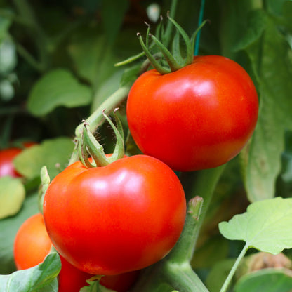Răsad tomate Antalya, hibrid F1, extra-timpuriu, creștere nedeterminată, culoare roșu aprins