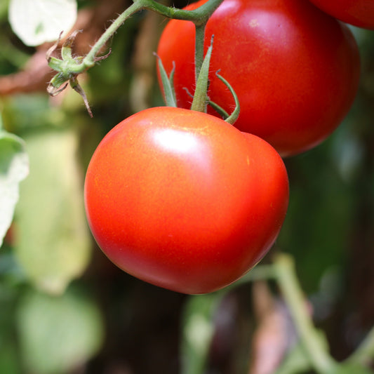 Răsad tomate Antalya, hibrid F1, extra-timpuriu, creștere nedeterminată, culoare roșu aprins