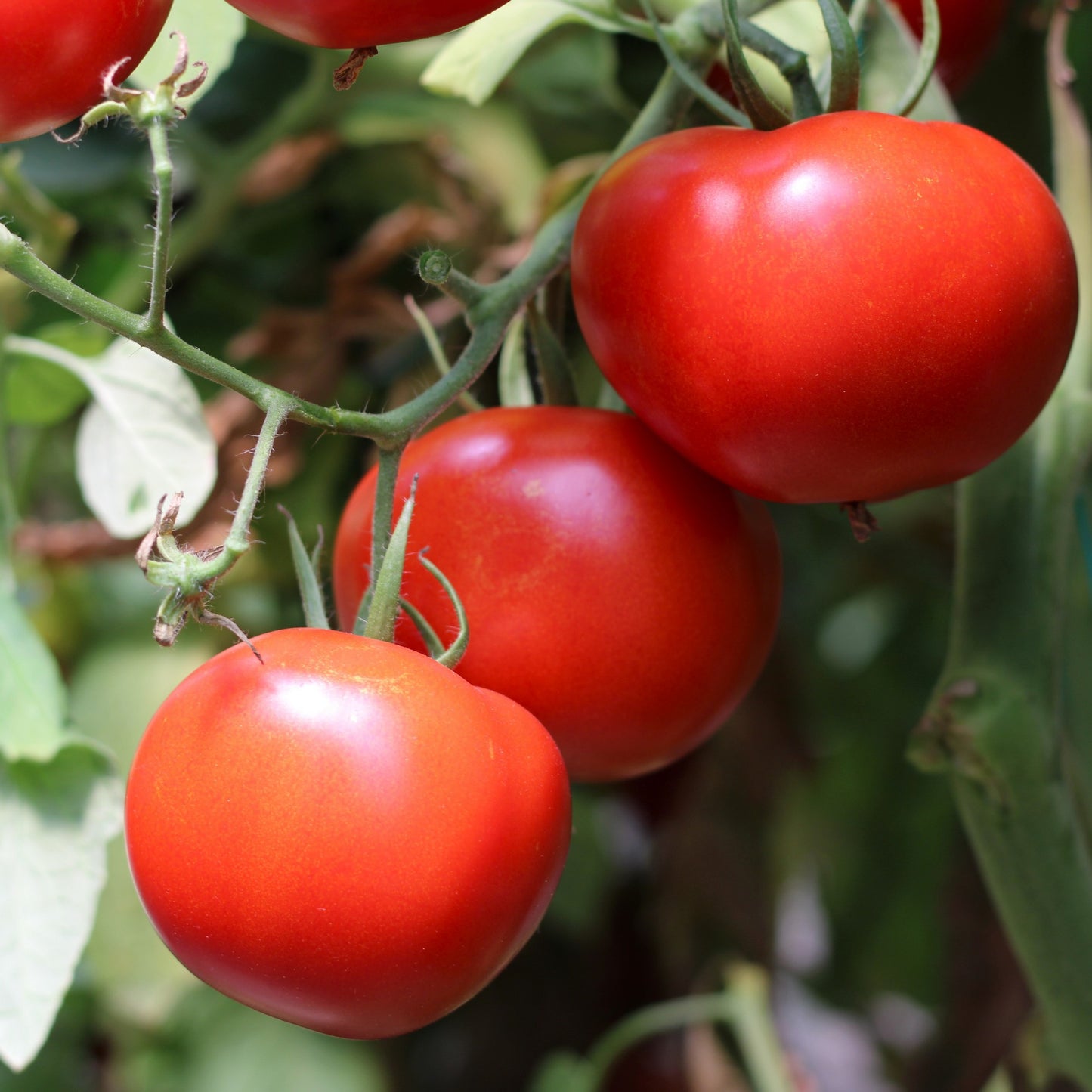 Răsad tomate Antalya, hibrid F1, extra-timpuriu, creștere nedeterminată, culoare roșu aprins