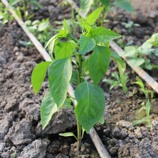 Răsad tomate Bobcat, hibrid F1, semi-timpuriu, creștere nedeterminată, culoare roșu