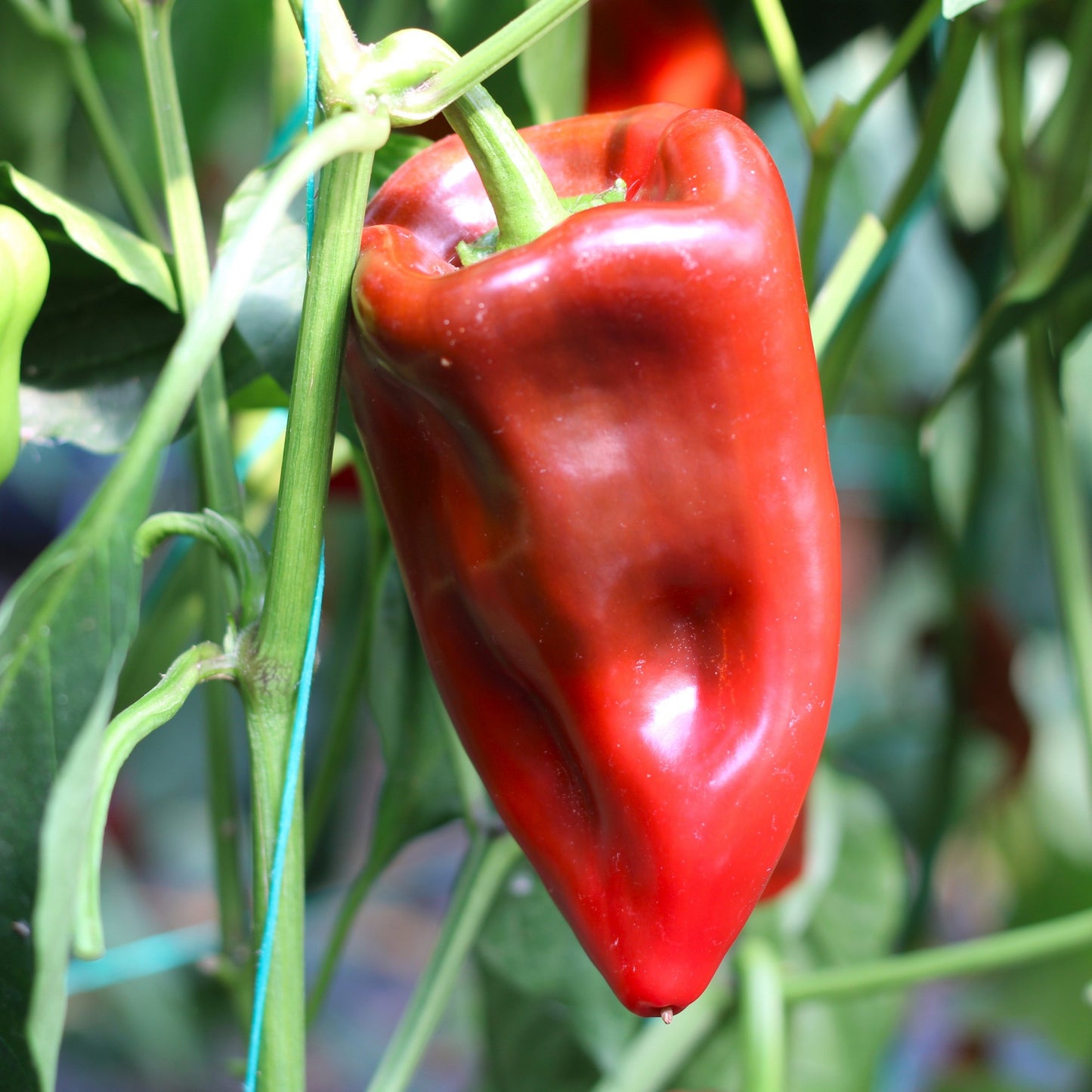 Răsad ardei kapia Kaptur, hibrid F1, timpuriu, creștere nedeterminată, culoare roșu închis