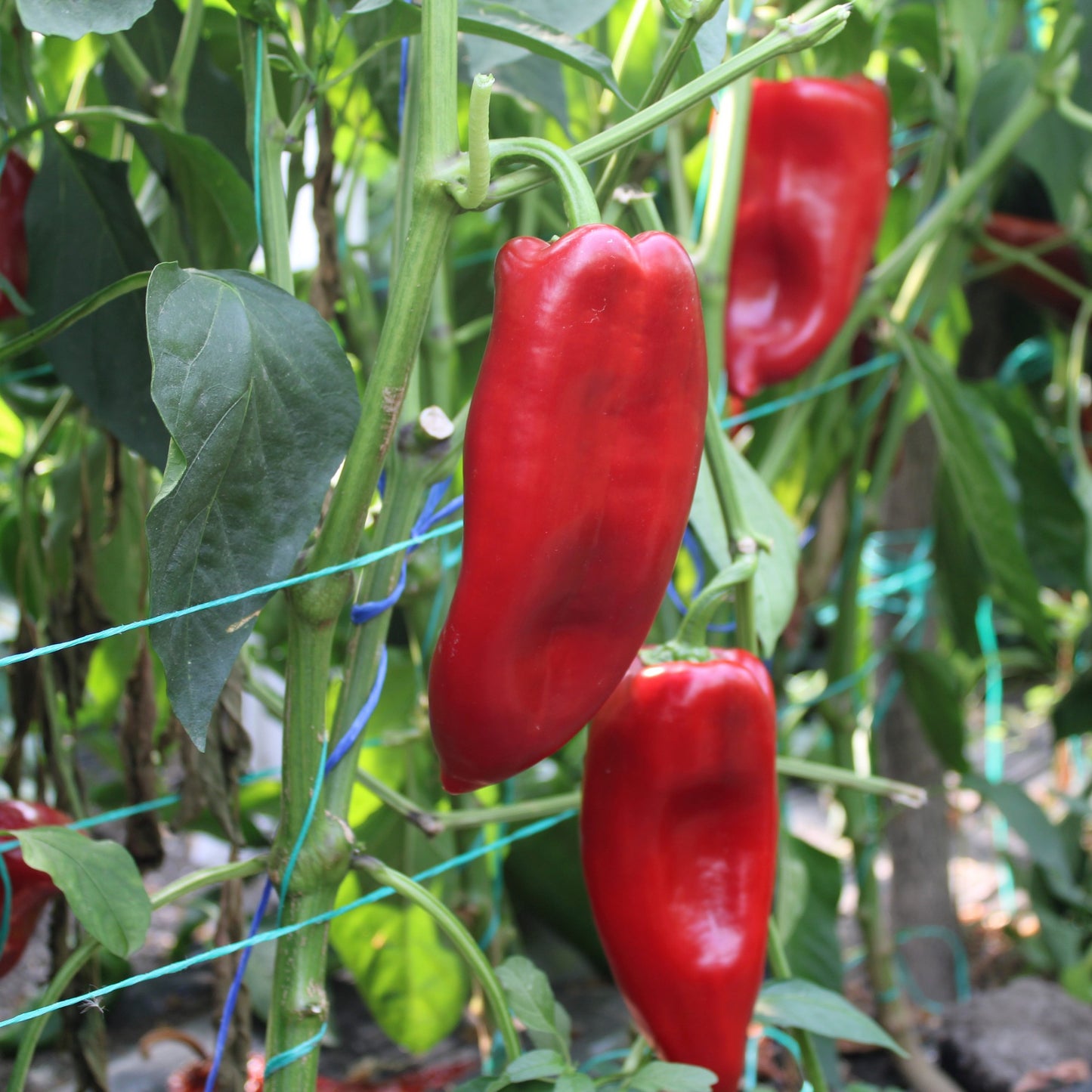 Răsad ardei kapia Kaptur, hibrid F1, timpuriu, creștere nedeterminată, culoare roșu închis