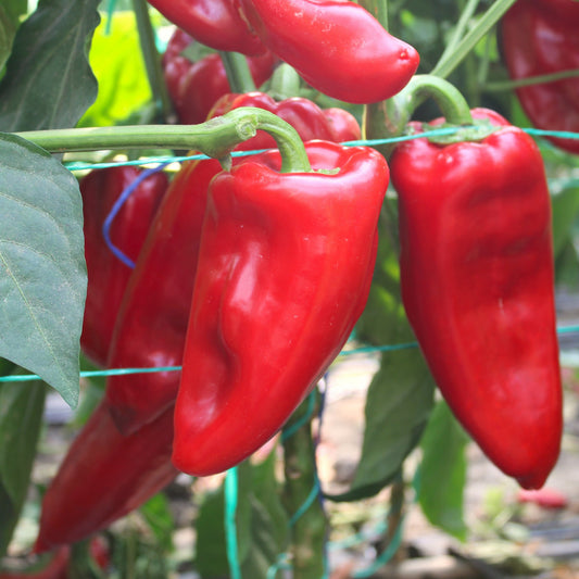 Răsad ardei kapia Ureche de Elefant, soi, timpuriu, creștere nedeterminată, culoare roșu închis