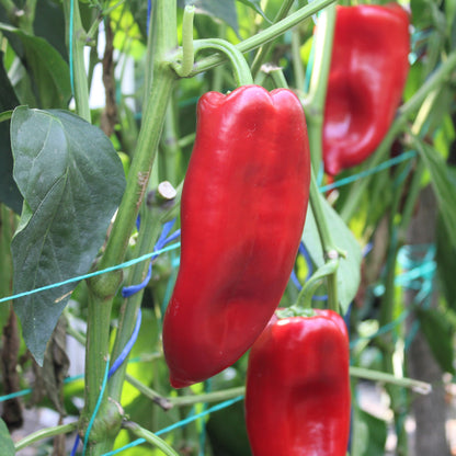 Răsad ardei kapia Kaptur, hibrid F1, timpuriu, creștere nedeterminată, culoare roșu închis