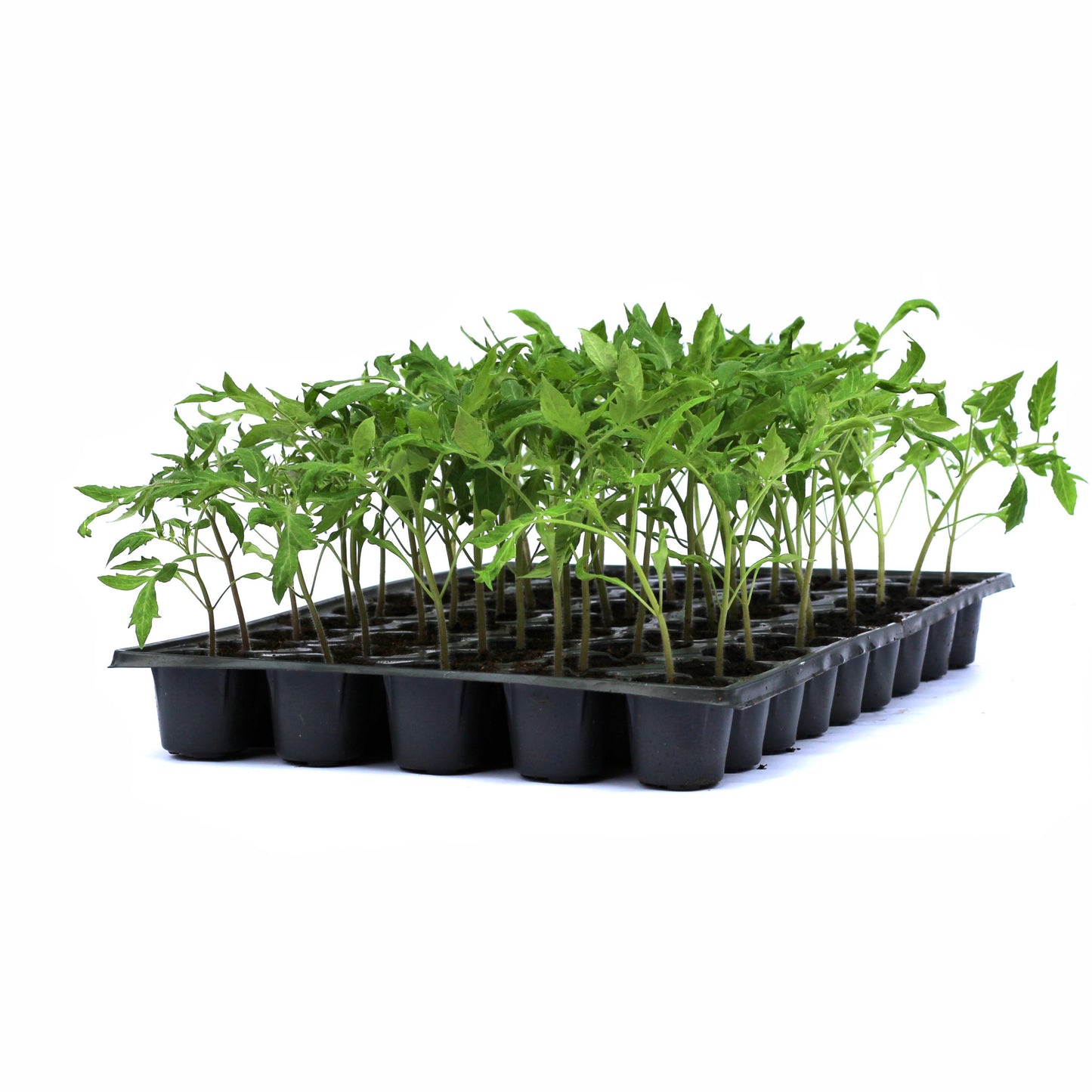 Răsad tomate autohtone Fruct tip ardei kapia, soi, semi-timpuriu, creștere nedeterminată, culoare roșu