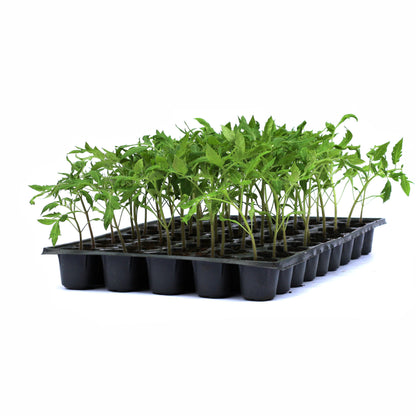 Răsad tomate autohtone Fruct tip ardei kapia, soi, semi-timpuriu, creștere nedeterminată, culoare roșu