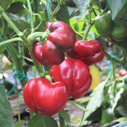 Răsad ardei gogoșar Carcassone, hibrid F1, timpuriu, creștere nedeterminată, culoare roșu