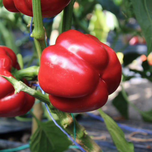 Răsad ardei gogoșar autohton Centenar, hibrid F1, semi-timpuriu, creștere nedeterminată, culoare roșu închis