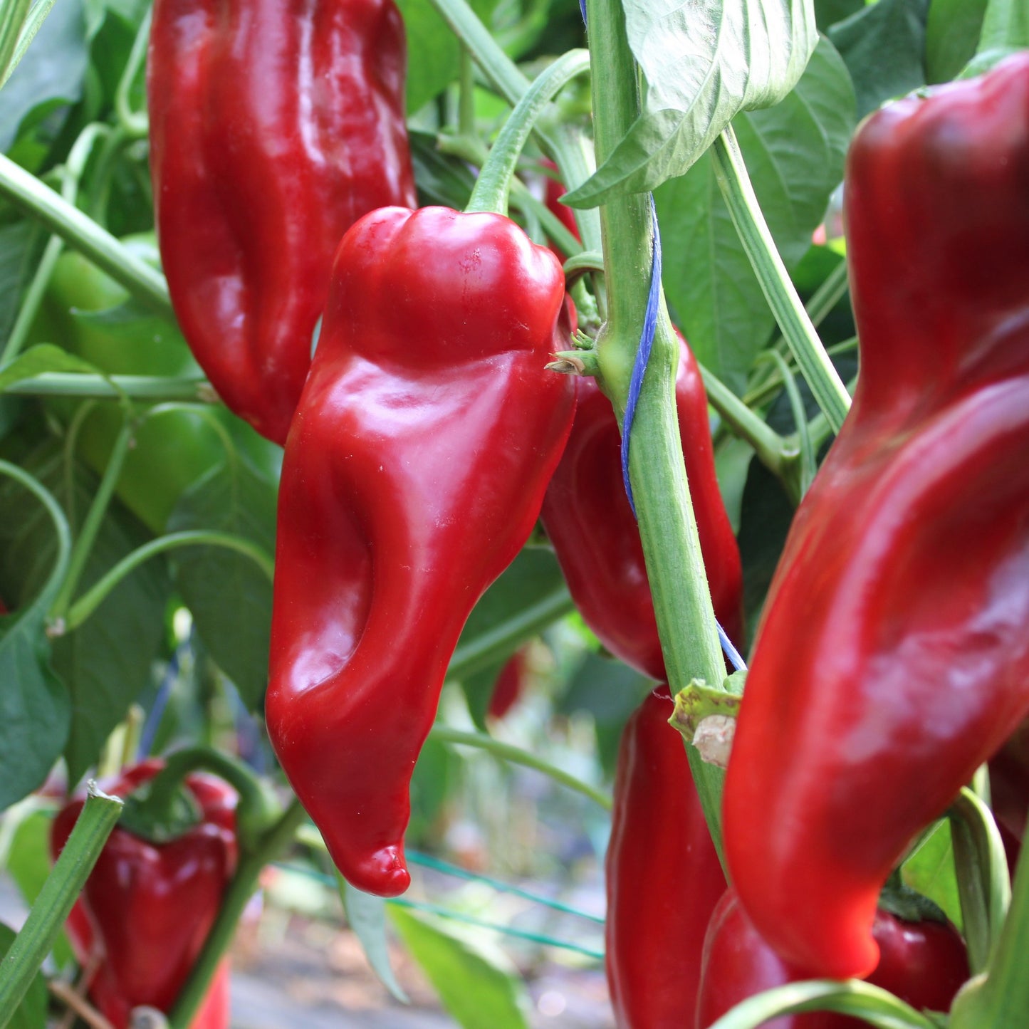 Răsad ardei gras Kubat, hibrid F1, timpuriu, creștere nedeterminată, culoare roșu