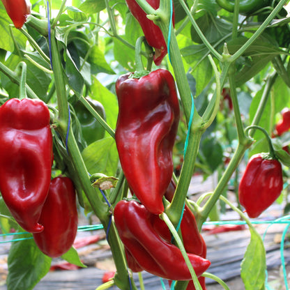 Răsad ardei gras Kubat, hibrid F1, timpuriu, creștere nedeterminată, culoare roșu