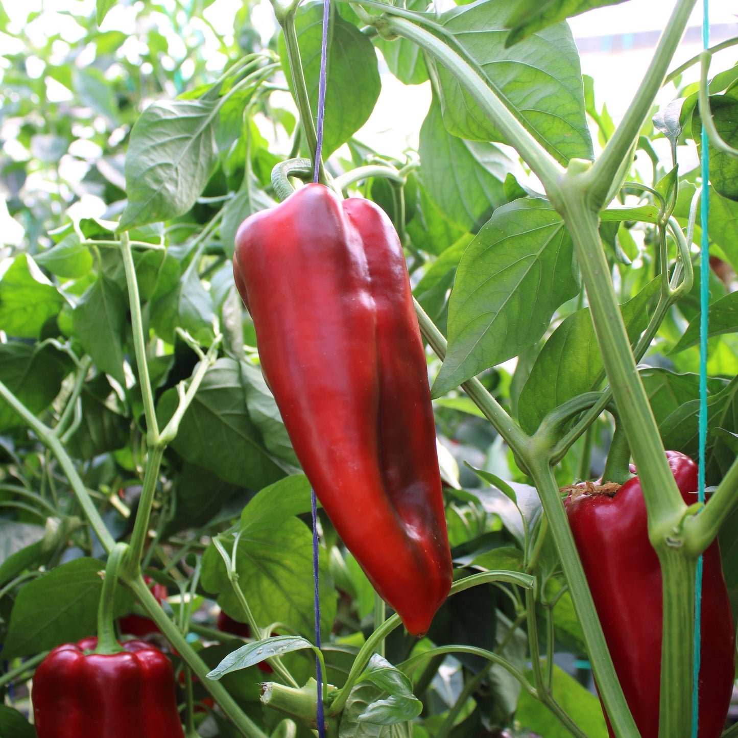 Răsad ardei gras Kubat, hibrid F1, timpuriu, creștere nedeterminată, culoare roșu