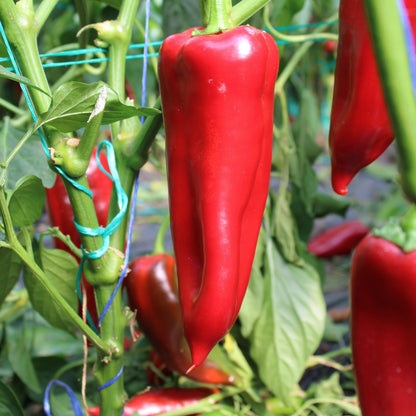 Răsad ardei kapia Vitalica, hibrid F1, timpuriu, creștere nedeterminată, culoare roșu