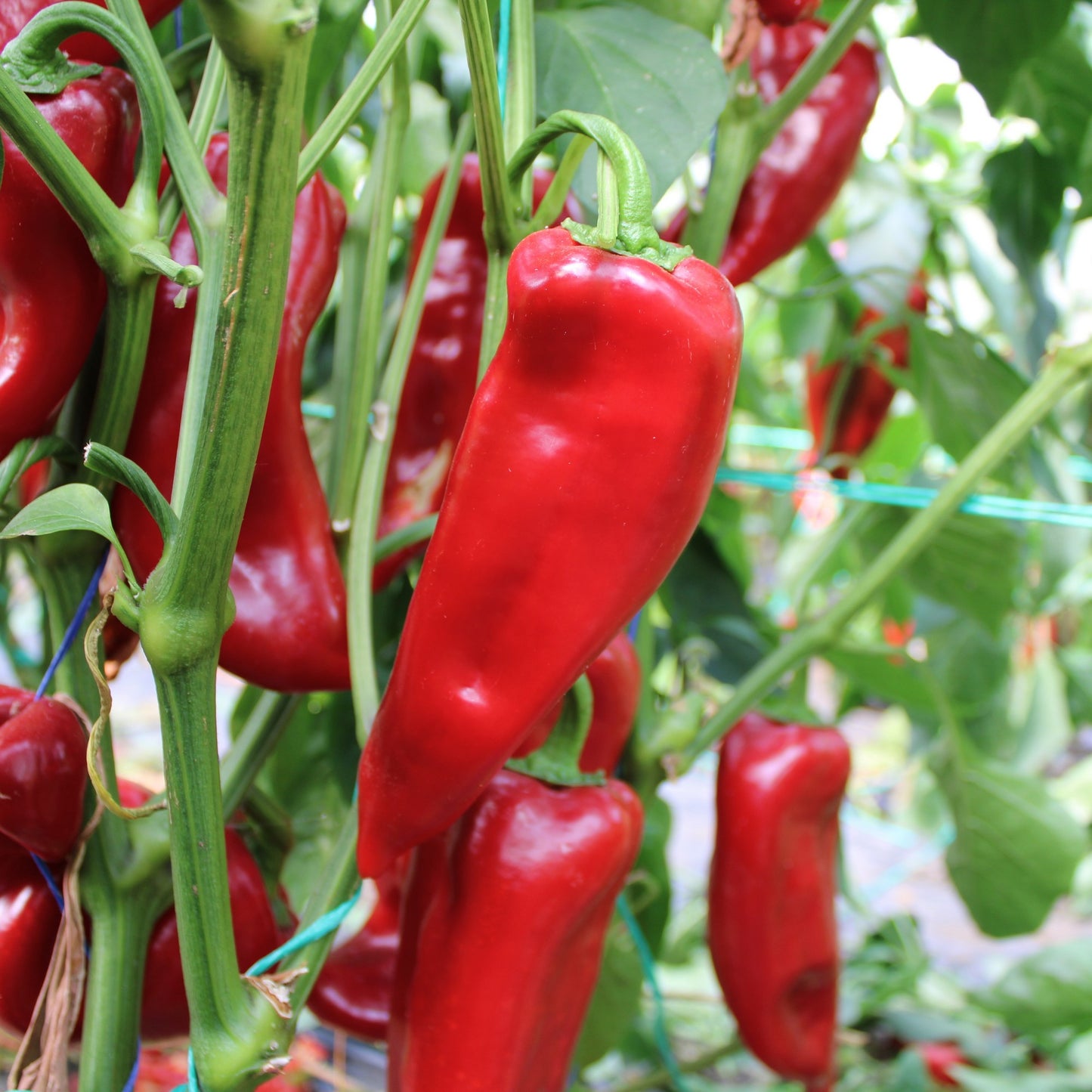 Răsad ardei kapia Vitalica, hibrid F1, timpuriu, creștere nedeterminată, culoare roșu