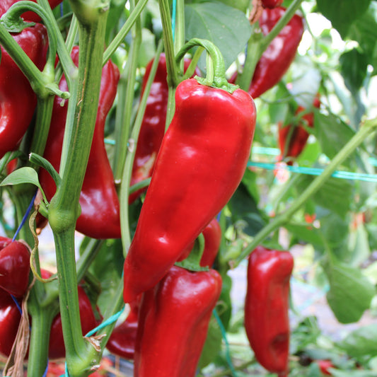 Răsad ardei kapia Vitalica, hibrid F1, timpuriu, creștere nedeterminată, culoare roșu